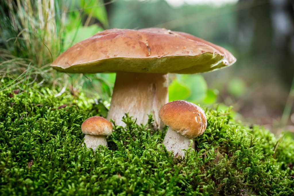 Моховик: ложкарь, зеленушка, древесный гриб, описание, фото