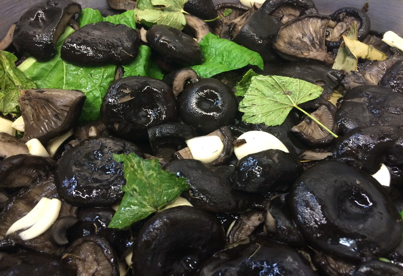 Черные грибы молочники, как правильно мариновать по рецепту