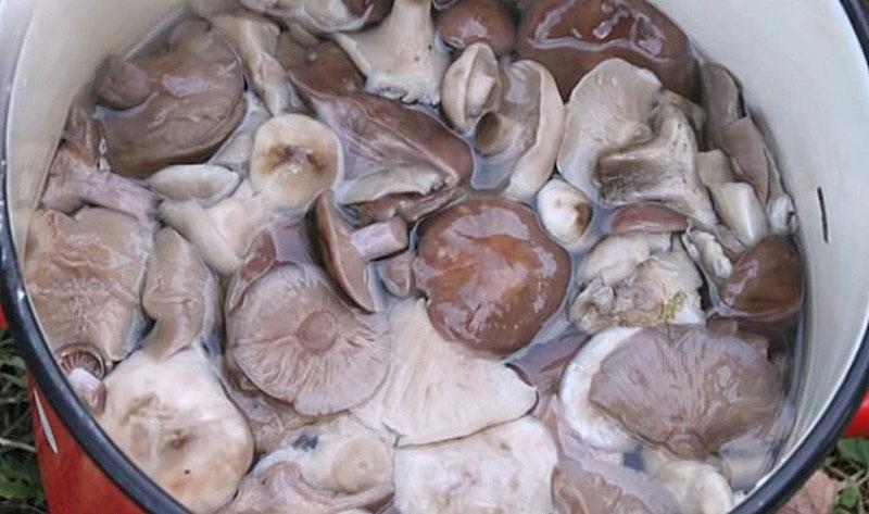 Как солить грибы горячим способом: сколько варить перед засолкой, рецепты