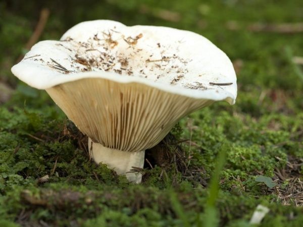 14 самых вкусных рецепта грибной икры из груздей