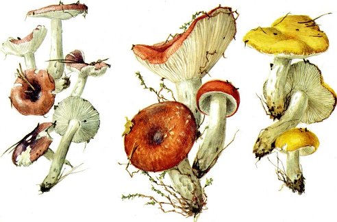 Съедобные росянки: фото и описание, как выглядят, где растут, виды