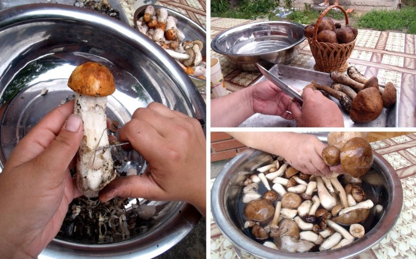 Как заморозить грибы красная шапочка в сыром виде, можно ли их замораживать сырыми