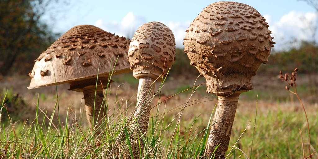 Зонтичные грибы - описание, съедобные и ядовитые виды, фотографии