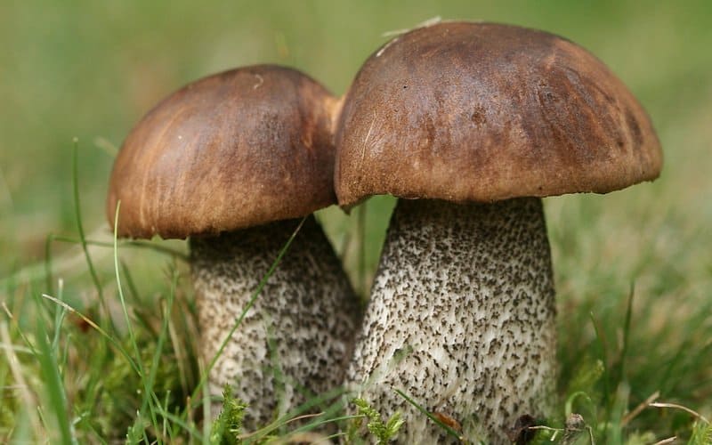 Подберёзовик - самое подробное описание с фотографиями всех видов грибов и того, как они выглядят в берёзовом лесу