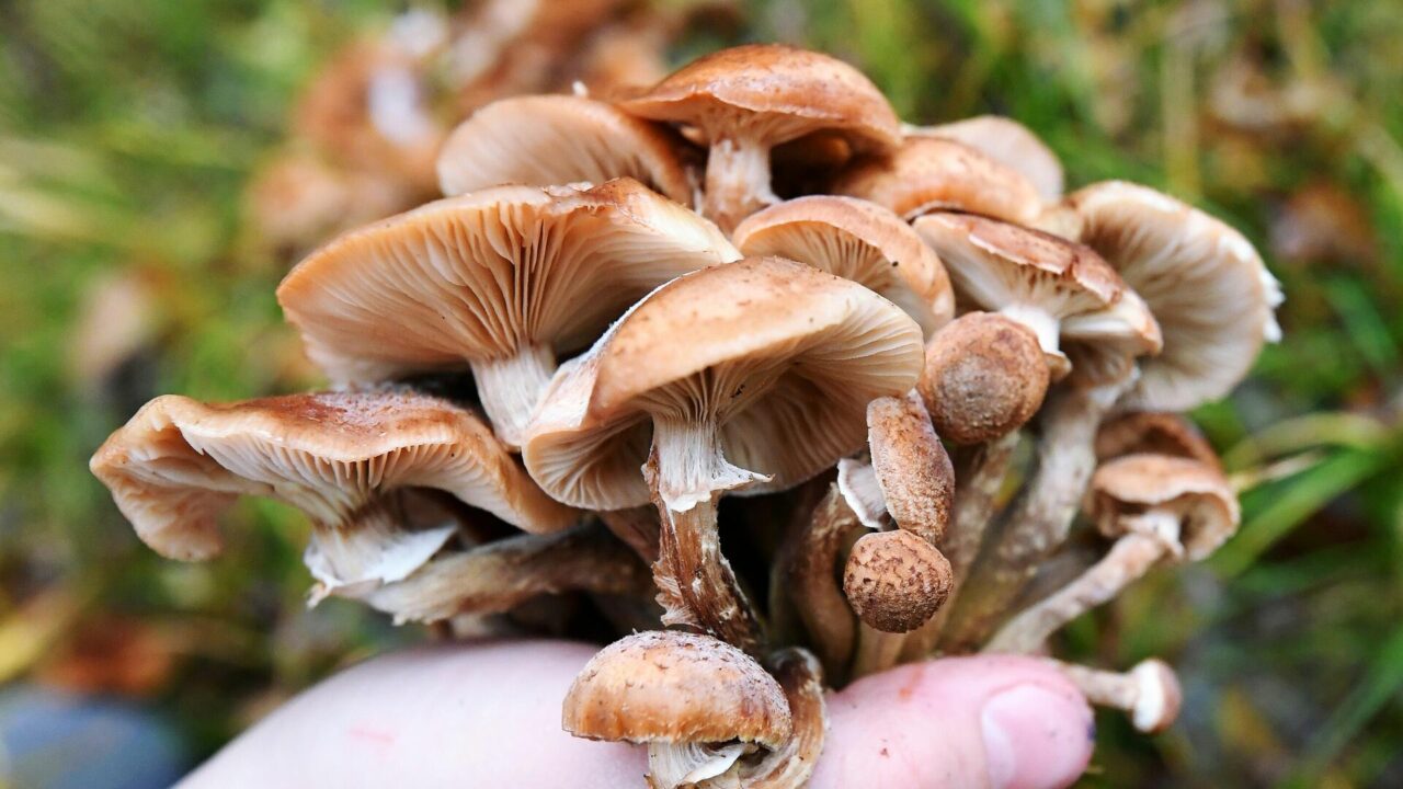 Мята: описание грибов, как они выглядят, где растут и сходство съедобных видов