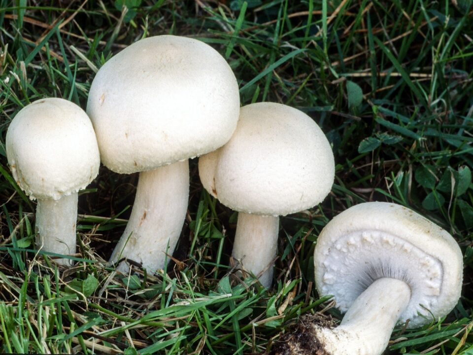 Полевой гриб (Agaricus arvensis) фото и описание