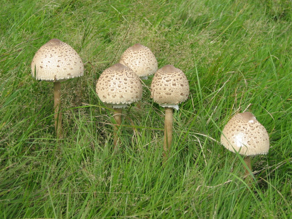 Белый зонтичный гриб - Википедия