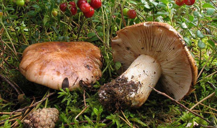 Как долго варить рябиновые грибы перед жаркой, заморозкой, маринованием, засолкой?