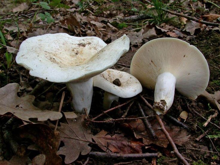 Очищенные грибы: фото и описание видов очищенных грибов, приготовление черных и очищенных грибов с перцем | Фаршированные грибы, Фото, Фотогалереи