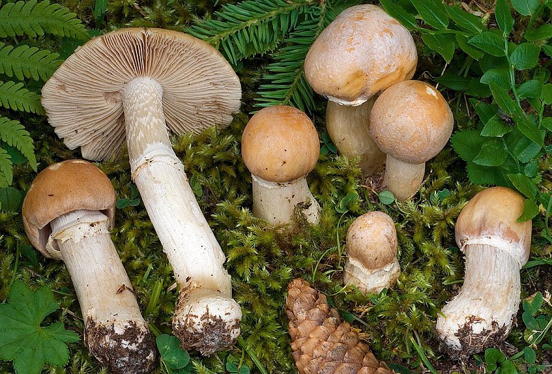 Шапочные грибы (43 фото)