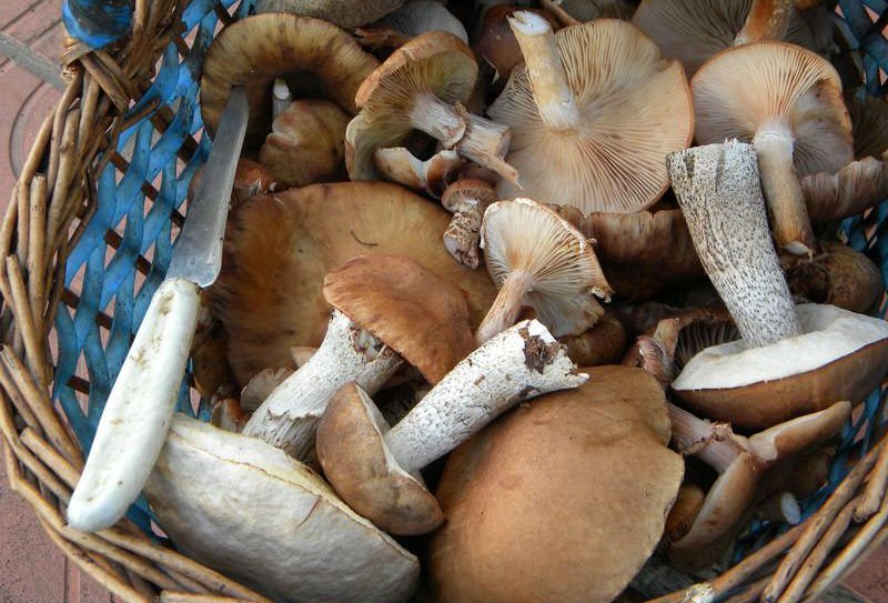 Чистота грибных тел: как мыть и чистить Подберёзовики и Подосиновики. Как правильно мыть и чистить боровики и опята