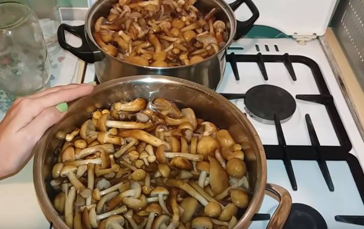 Буковые грибы, маринованные в уксусе на зиму