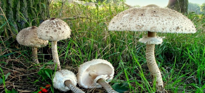 Зонтичные грибы здоровье и вред
