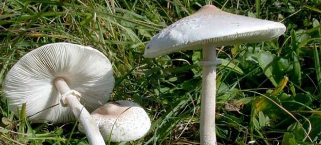 как выглядит белый зонтичный гриб