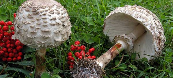 Красный зонтичный гриб выглядит следующим образом.