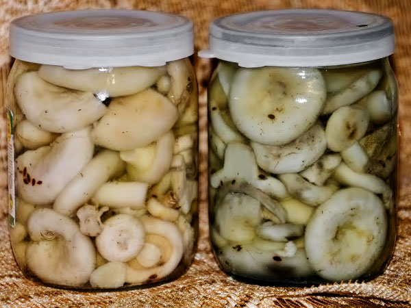 Грибной маринад - простые рецепты на зиму в банках. Как замариновать вкусные грибы для горячего и холодного | Чудо-повар