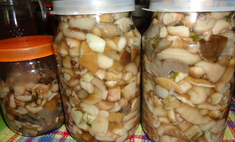 Маринованные грибы маслята под крышкой с каперсами: рецепты на зиму