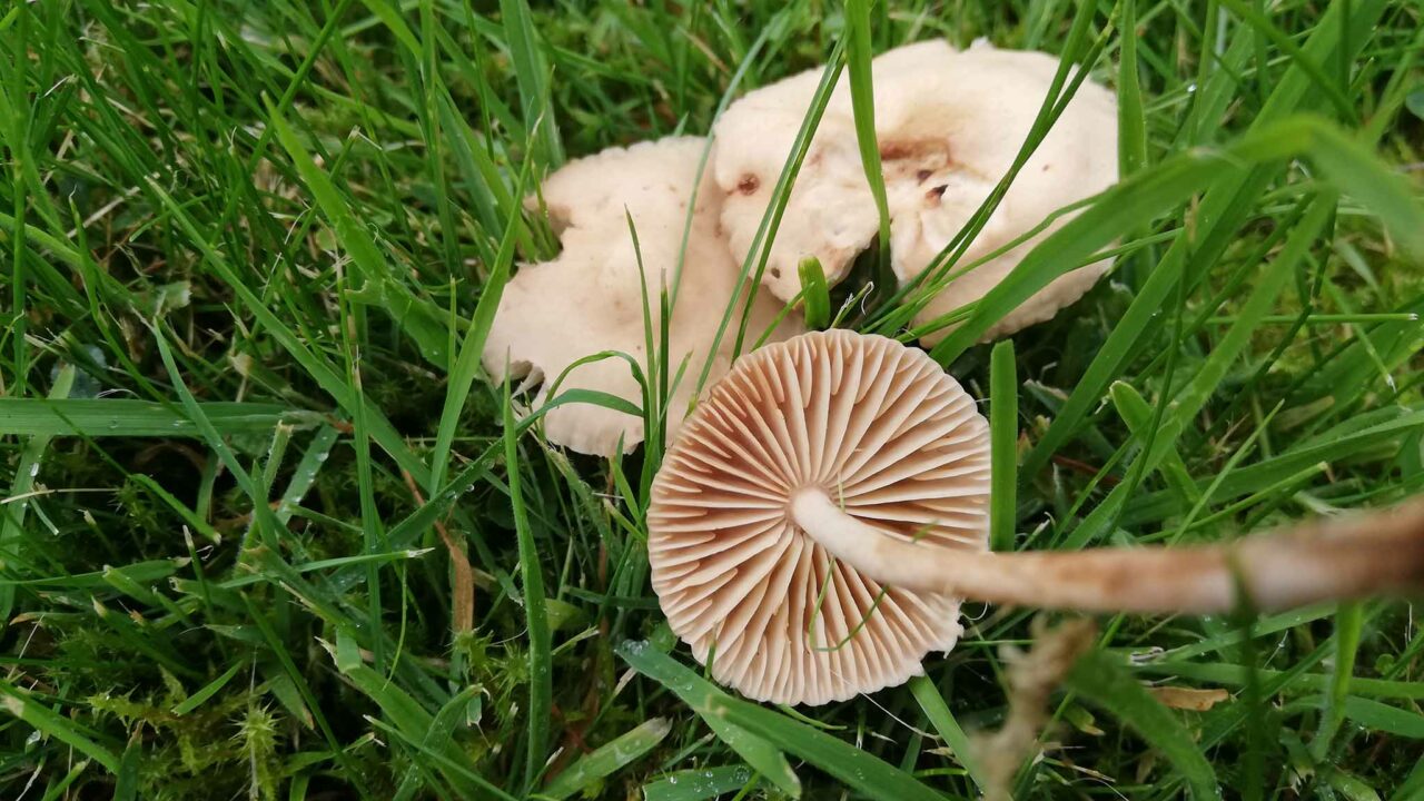 Ложные буковые грибы: фото, описание, как отличить их от съедобных грибов