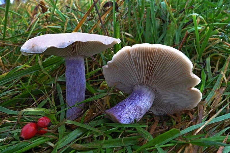 Рядовка лиловоногая - фото и описание, похожие грибы