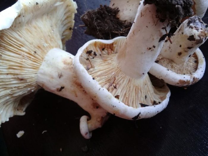 Как правильно готовить грибы-скрипуны