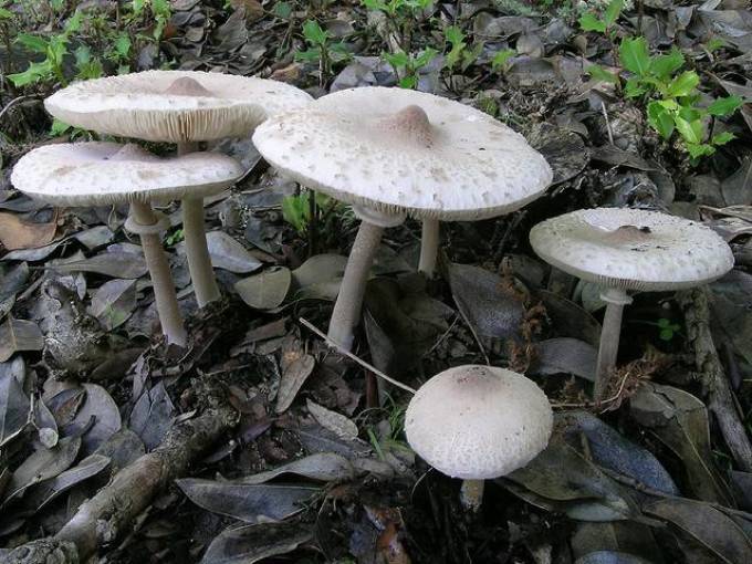 Отварите зонтичные грибы, чтобы нейтрализовать токсины