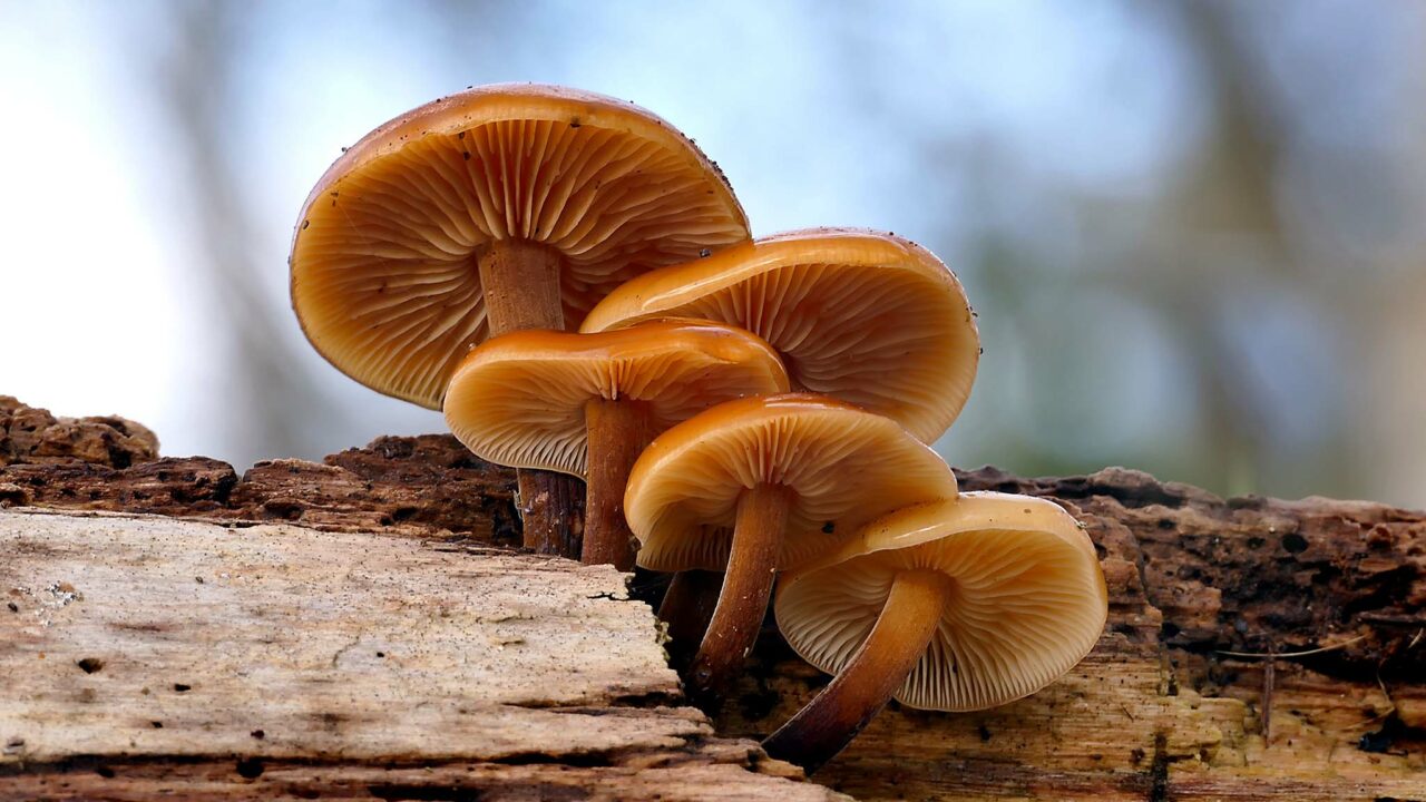 Ложные буковые грибы: фото, описание, как отличить их от съедобных грибов