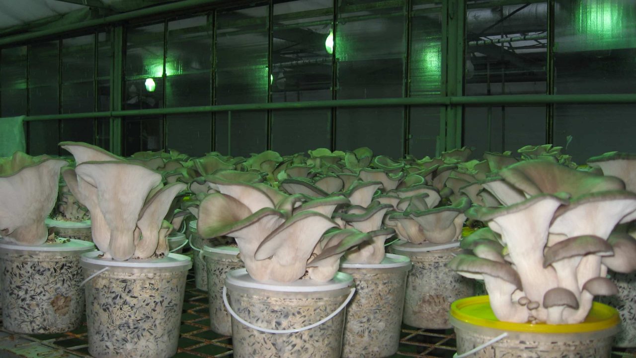 Как вырастить белые грибы в домашних условиях — значение, условия, посадочный материал и заготовка