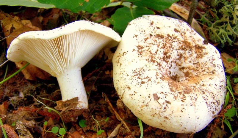 Подгруздок белый (грудка сухая, гриб мусорный, сыроежка деликатесная): как выглядит, где и как растет
