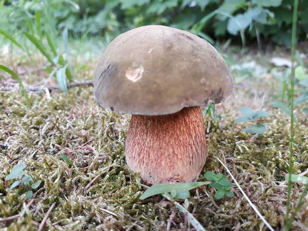 Дубовик обыкновенный — описание гриба, где растет, похожие виды, фото