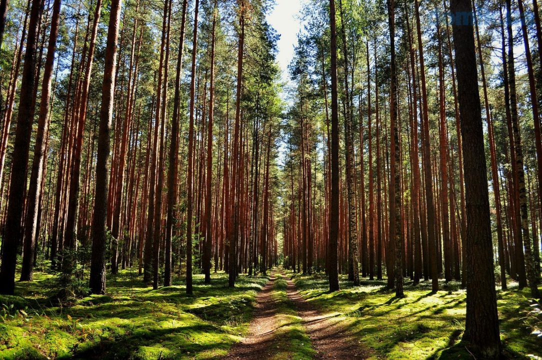 Голый эликсир: как лечит сосновый лес