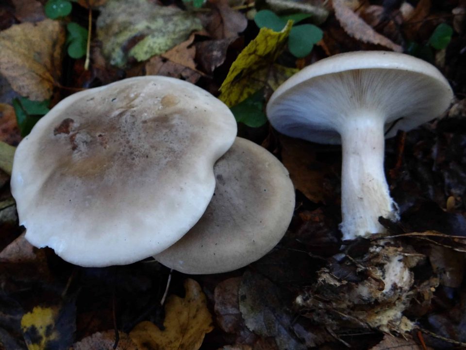 Говорящие грибы Стоковые фотографии и лицензионные изображения: 71 шт