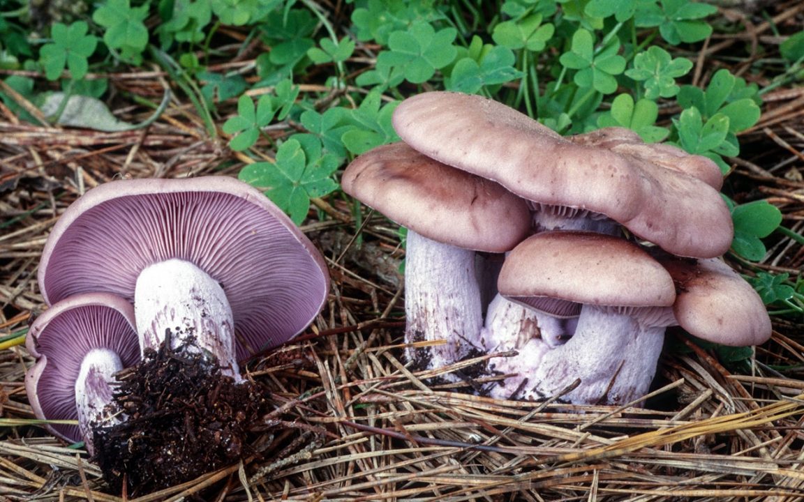 Съедобные грибы рядовки — 27 фото
