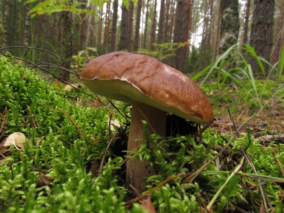 Белый гриб в сосновом лесу - 36 фото