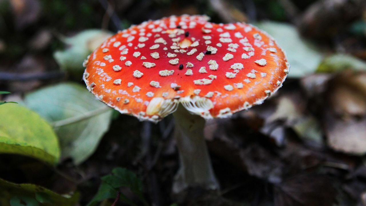 Опята: описание грибов, как выглядят, где растут, близнецы съедобных видов