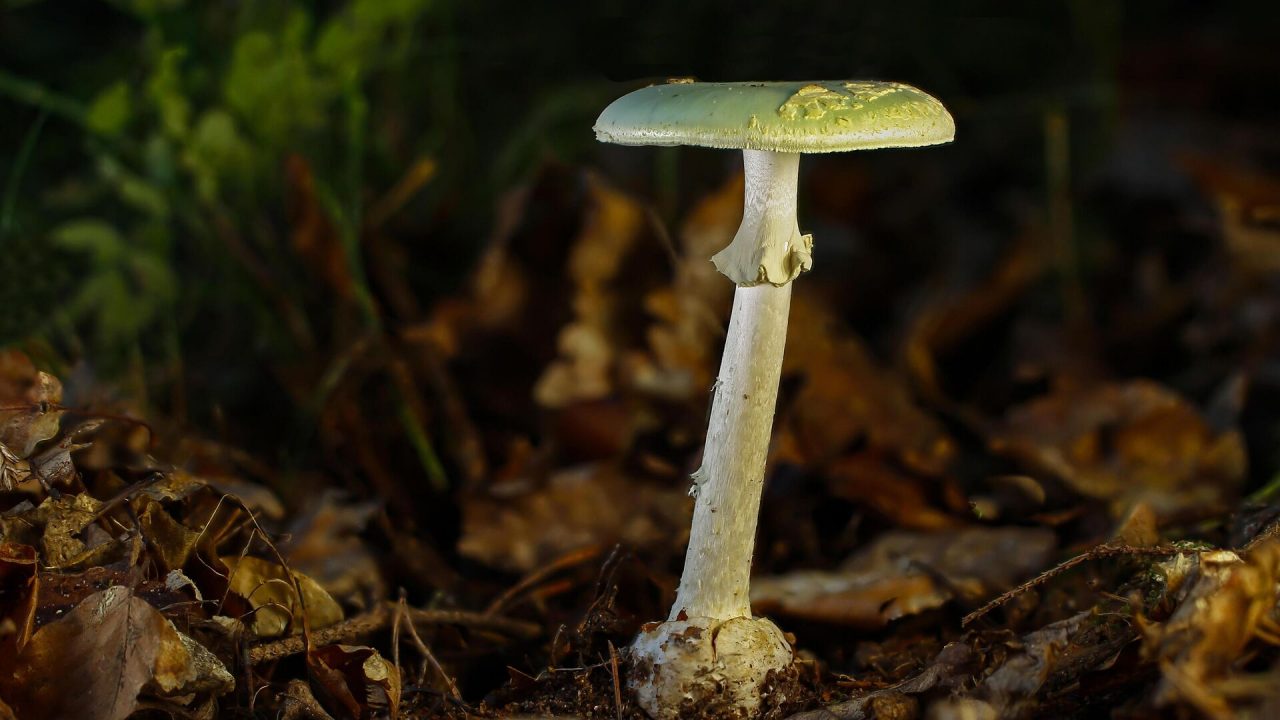 Опята: описание грибов, как выглядят, где растут, близнецы съедобных видов