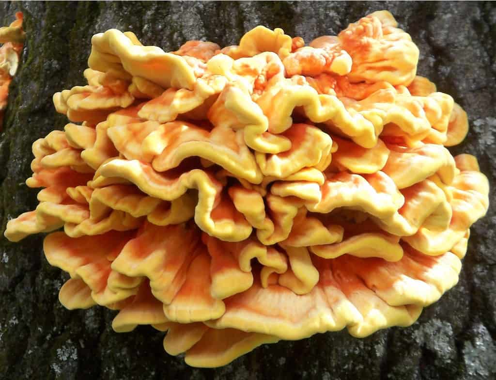 Трутовик серолистный или куриный гриб (Laetiporus sulphureus): фото, описание, рецепты и лечебные свойства
