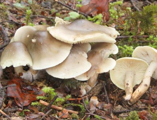 Как выглядят грибы съедобные осенние рядовки