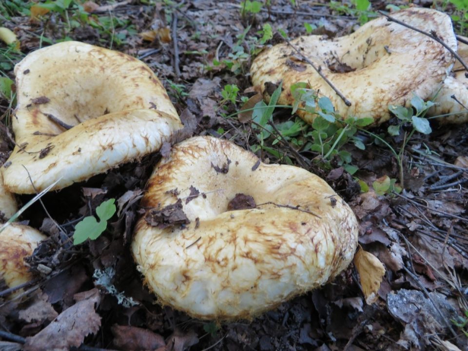 Белый гриб (настоящий, сухой, сырой, мокрый, Правоски, Lactarius resimus): как выглядит, фото, съедобен или нет