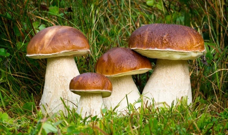 Рост белых грибов - сколько они растут и при какой температуре