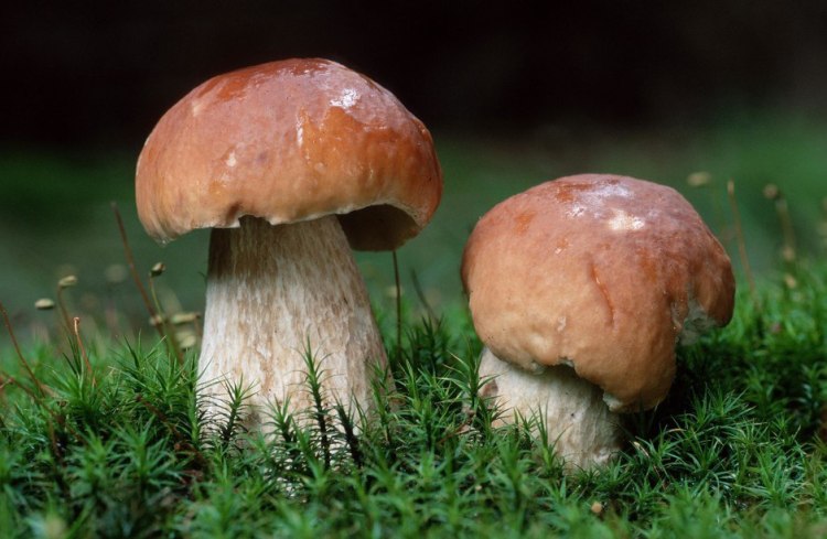 Белые грибы всегда считались самыми вкусными из грибов