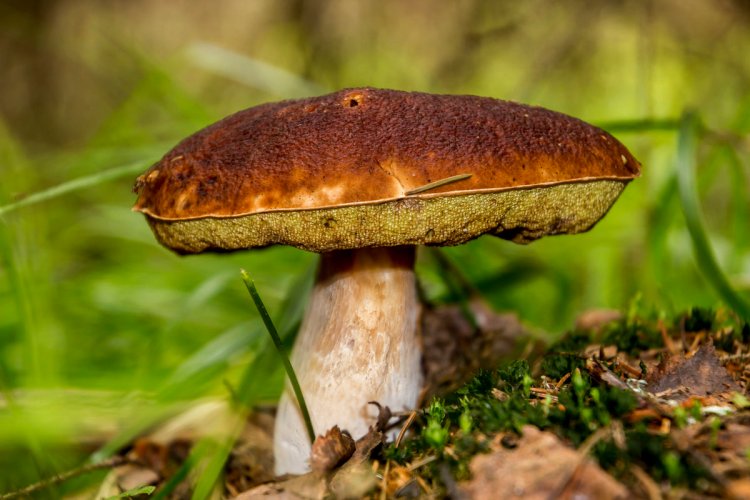 Старые грибы могут быть очень опасны для здоровья