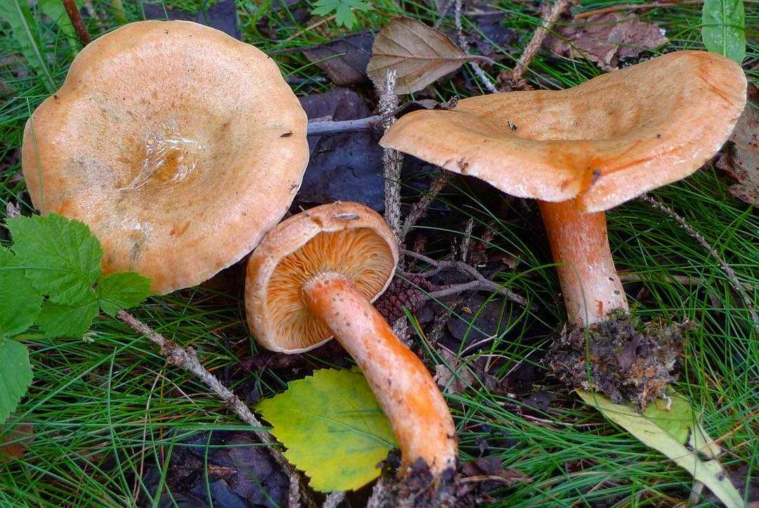 Рыжий рыжик — описание гриба, где растет, похожие виды, фото в лесу