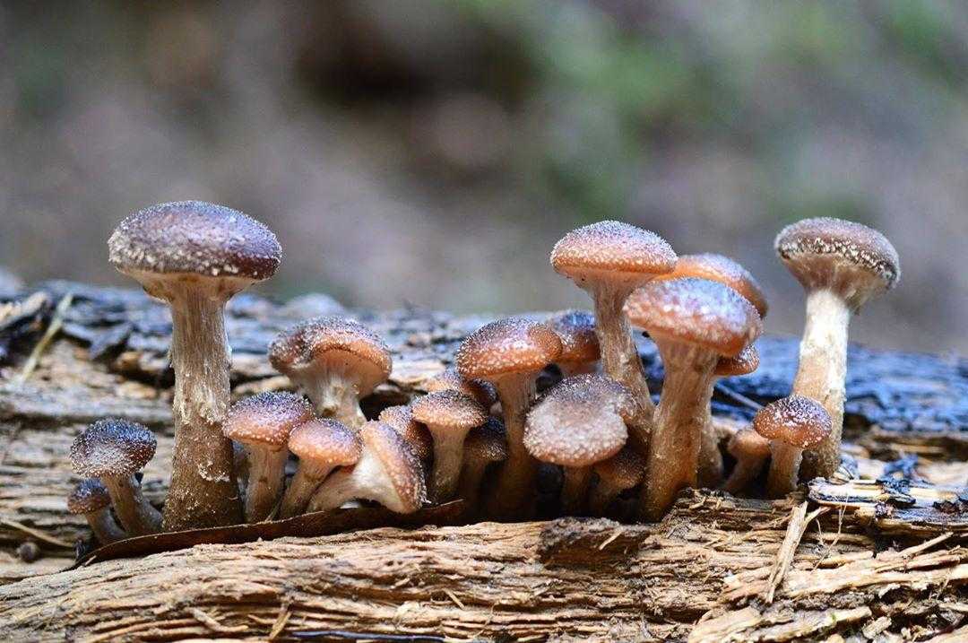 Грибы грибы - когда, где и что можно собирать летом осенью