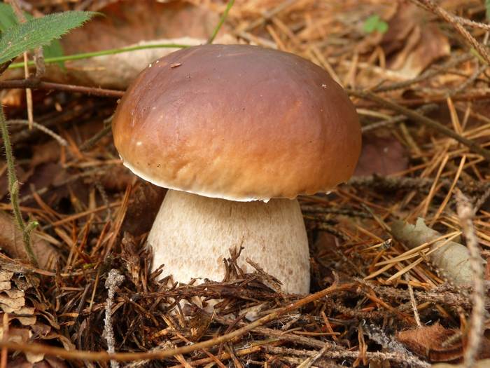 Белый гриб, или подберезовик (Boletus edulis), фото фото фото