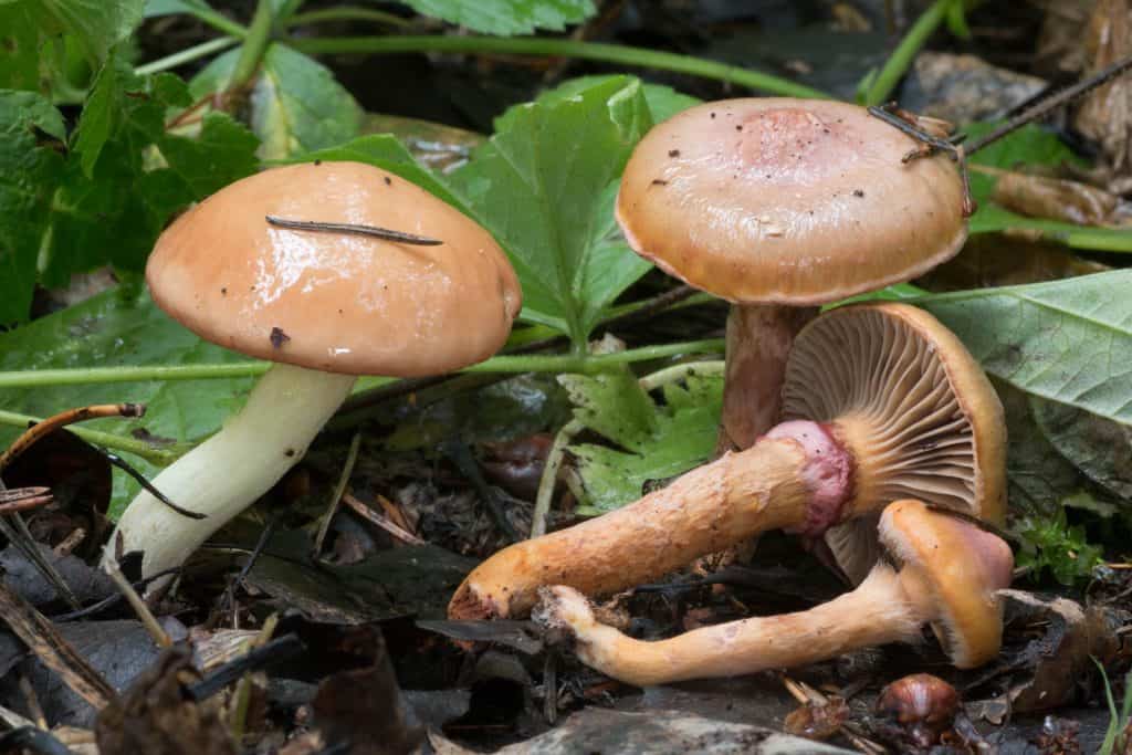Масло зернистое или летнее (Suillus granulatus): фото, описание и приготовление съедобного гриба