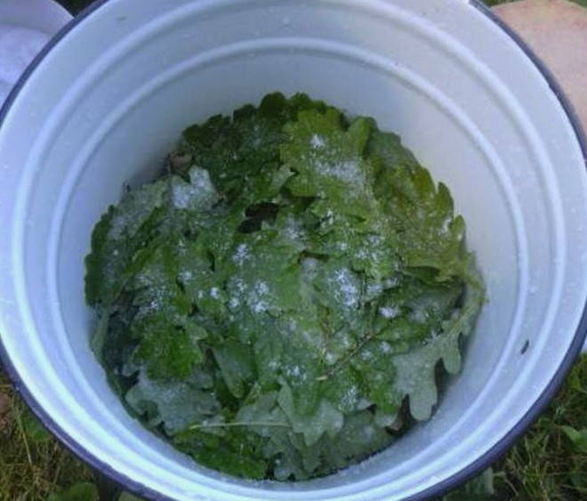 Тушеные молочные грибы с дубовыми листьями - рецепт на зиму с пошаговыми фото