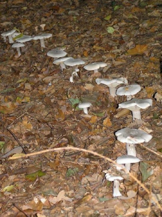 Почему грибы растут кругами: европейские легенды и мифы