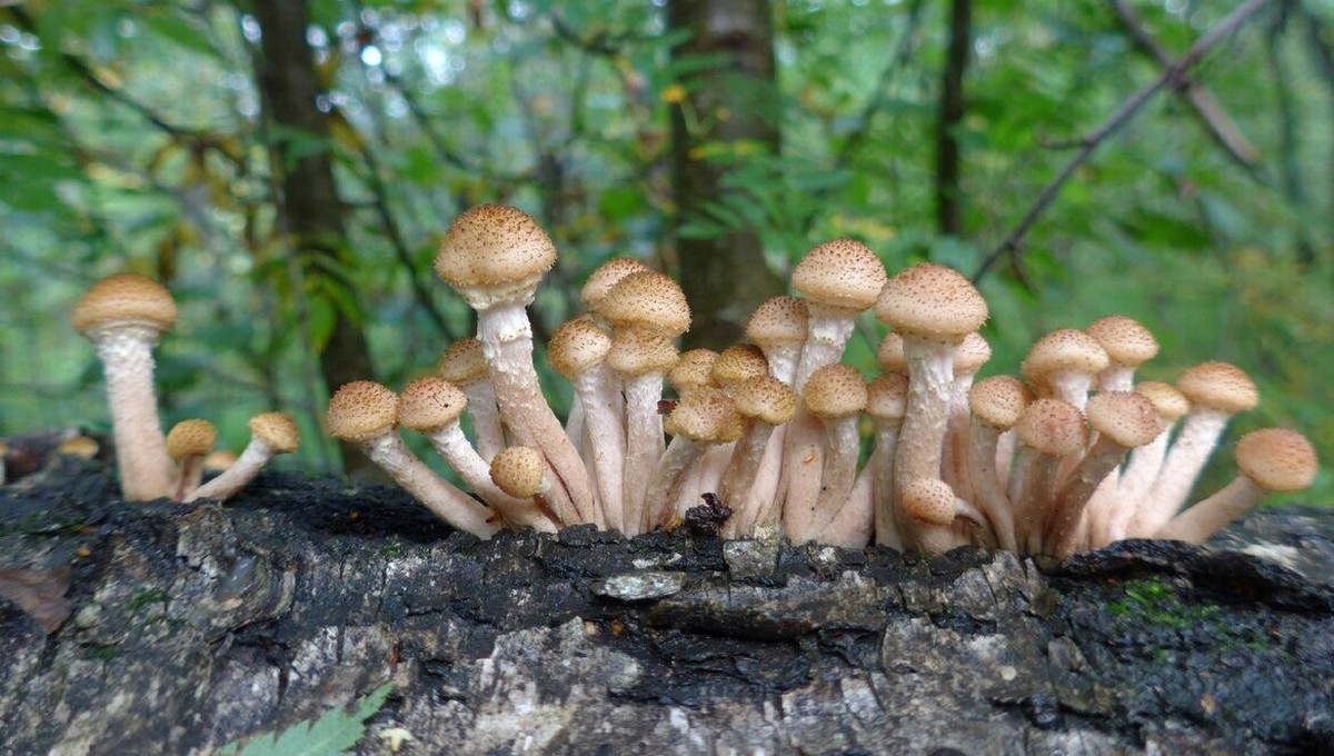 Как распознать настоящие грибы, если ты не крутой грибник?