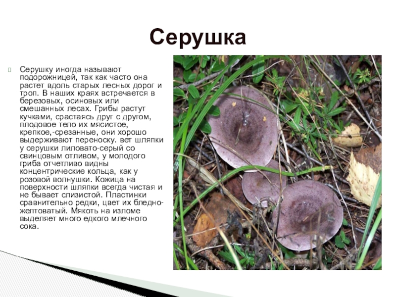 Презентация по биологии для 5-6 класса Съедобные и ядовитые грибы Красноярского края доклад, проект