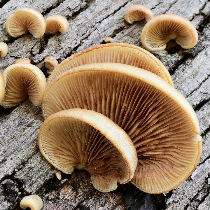 Мягкий крепидот — описание гриба, где растет, похожие виды, фото в лесу